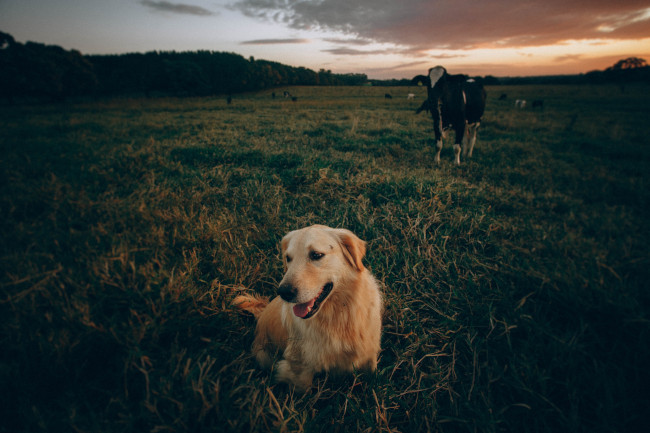 Pets vs Cattle